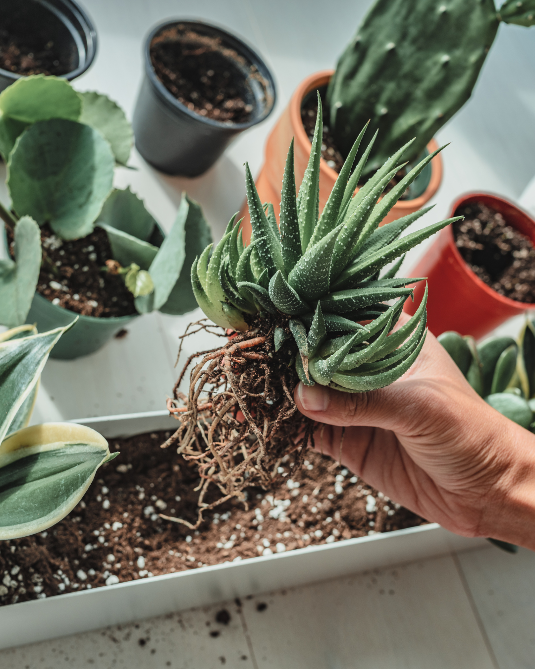 caring for your pot plant